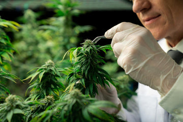 What Is Thc M